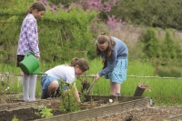 Description: Gardening Veg Plots CMYK copy