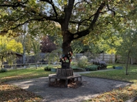 Description: Wellbeing Garden