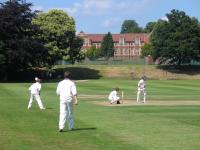Description: cricket